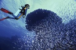 schooling fish near marsa alam NikD2x-NikStrobe- composin... by Manfred Bail 